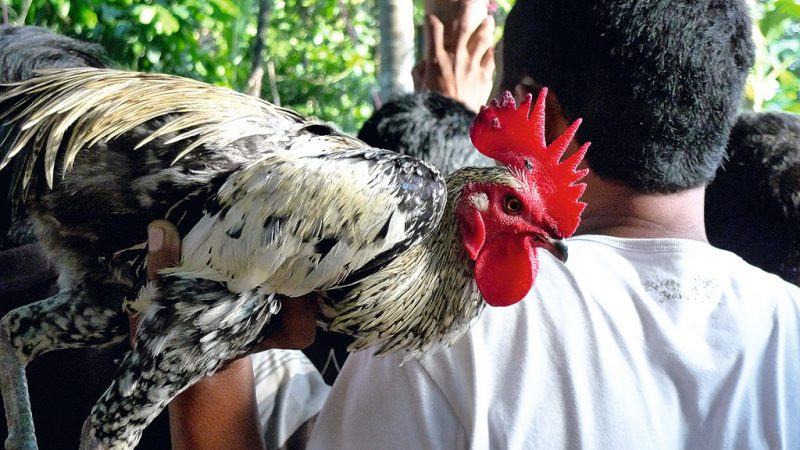 Tajen Dari Pulau Bali Ialah Ritual Adu Ayam