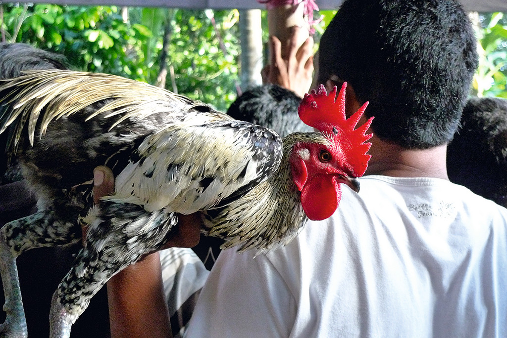 Tajen Bali Ritual Adu Ayam 